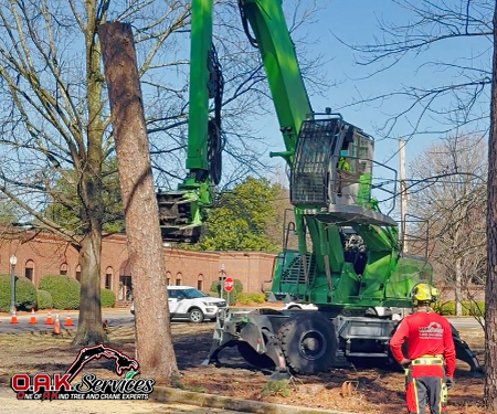 large tree removal in Aiken, SC