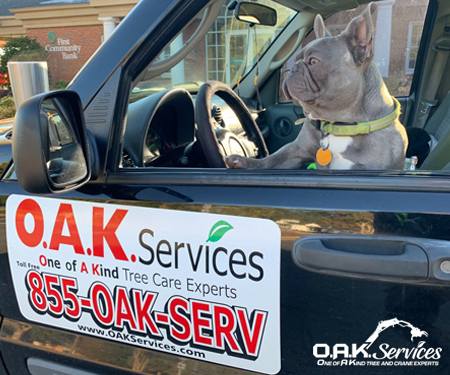 OAK Services Mascot - Aiken SC