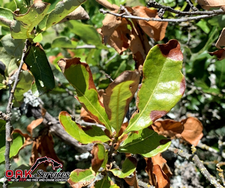 Oak Wilt Disease Arborist Aiken, SC