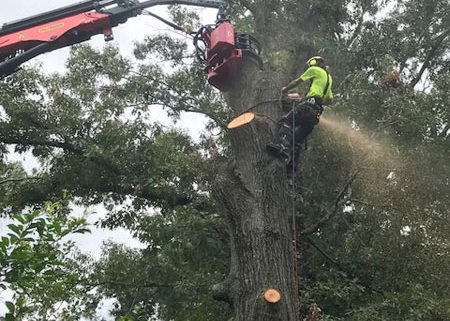 Tree Mek – Mecanil Grapple Saw Aiken SC