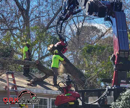 tropical storm Idalia tree removal service