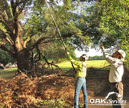 tree pruning, trimming services Aiken SC